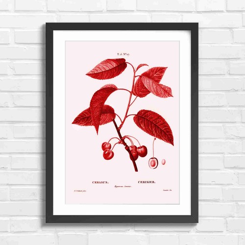 Vintage cherry botanical - vintage,