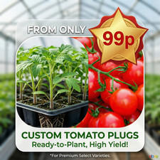 Tomato Plug Plants - Sungold