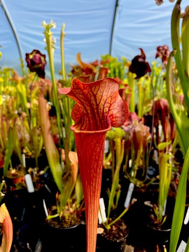 Sarracenia johnny marr - marr, hybrid