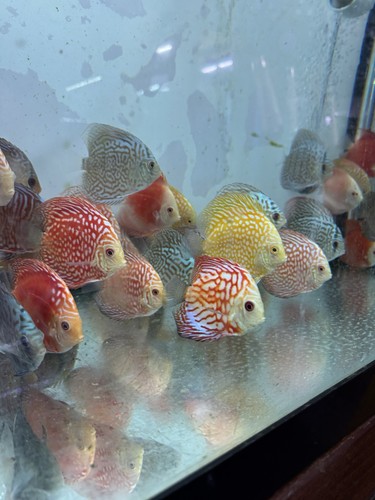 Mix discus 5 inch - discus,