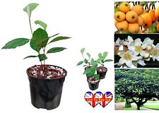 Twin Trunk Loquat Tree