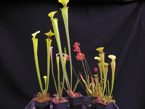 Carnivorous sarracenia pitcher - carnivorous,