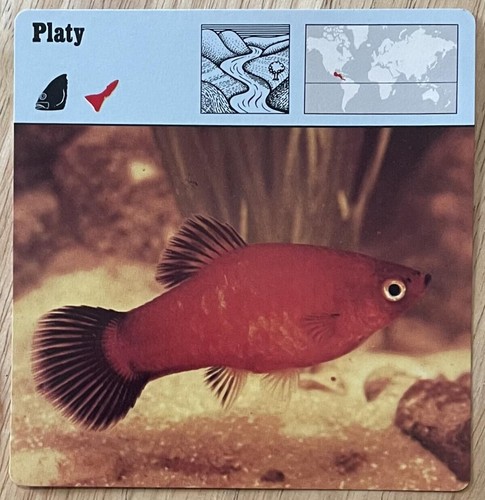 Platy 1977 editions recontre - platy,,