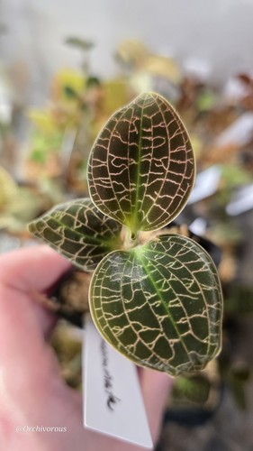 Dossinia marmorata rare jewel - marmorata,