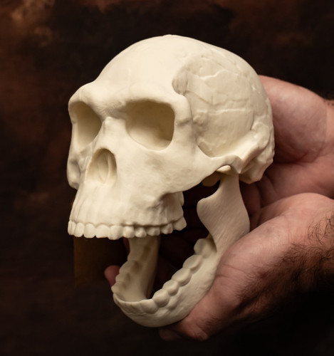 Human skull replica homo - replica,