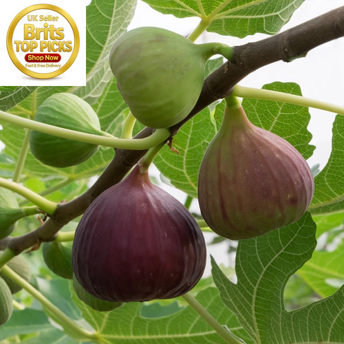 Fig tree brown turkey - fig, 'brown
