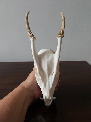 Muntjac buck deer skull - buck,