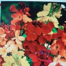 6 new potted wallflower plants