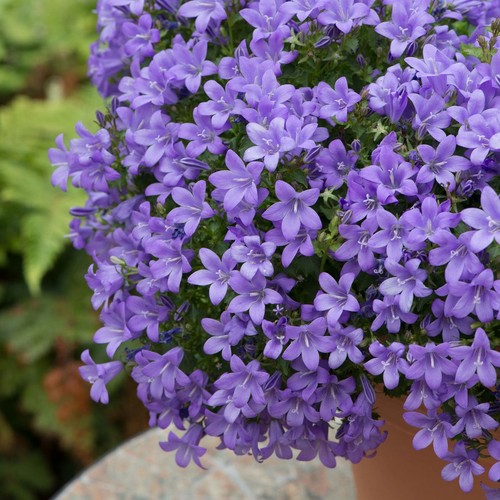 Campanula sago 9cm garden - campanula,