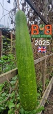 Beautiful long Bottle gourd || বড়  লাউয়ের বীজ || U. K harvested Seeds || 6 Seeds