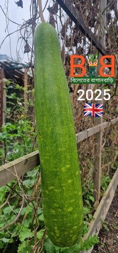 Beautiful long bottle - long, gourd
