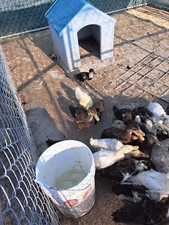 duck eggs for hatching mixed