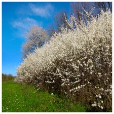 100 Blackthorn Hedging