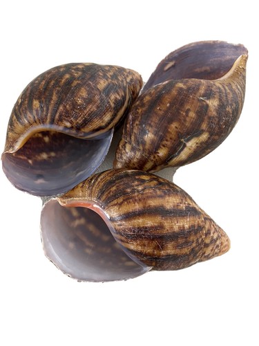 Empty shells africa giant - empty,