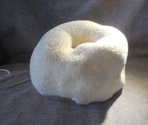 Unusual costal sea coral - costal,