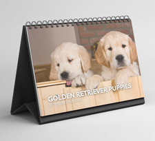Golden Retriever Puppies Desk