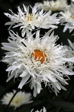 Leucanthemum Crazy Daisy