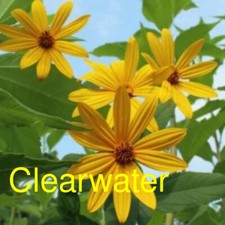 Clearwater Variety Sunchoke