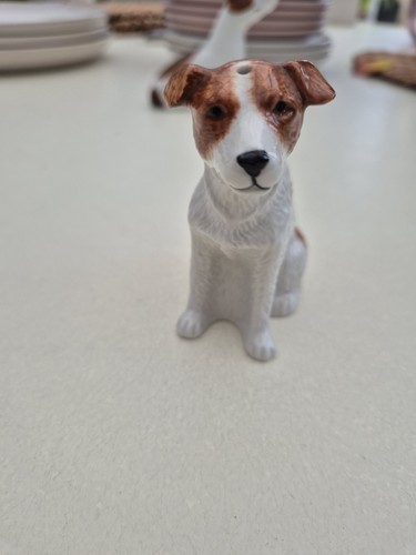 Jack russell terrier - russell,