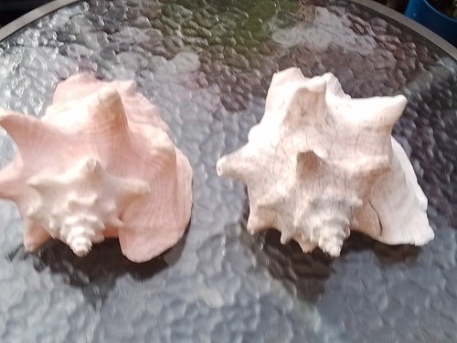 Large vintage queen - , conch