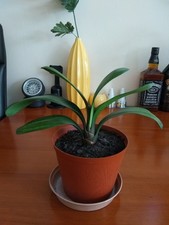 Clivia- A beautiful house