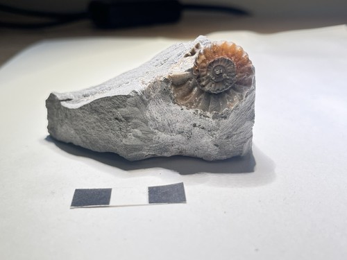 Large promicroceras calcite - large,