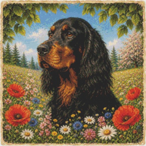 Gordon setter puppy dog - puppy,