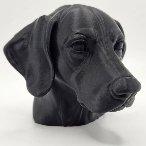 German shorthaired pointer - shorthaired, dog