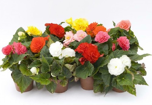 Non stop begonia double - 9x,