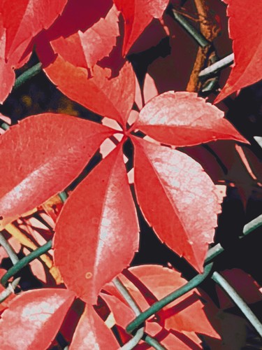 Home grown virginia creeper - home,