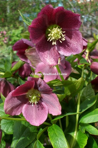 Helleborus queen night - of,