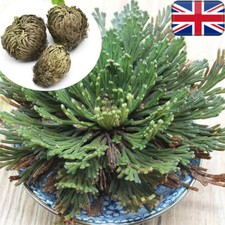 Resurrection Rose Of Jericho