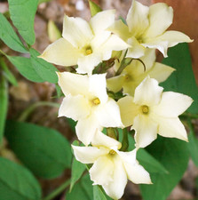 Jasminum Clotted Cream Jasmine Fragrant Garden Climbing Plant