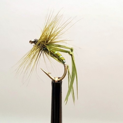 Olive hopper fly - 3,