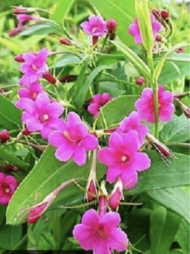 Jasminum beesianum pink - jasminum,