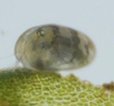 Ostracods (50+) - Live Seed Shrimp - Aquarium Algae Control And Cleanup Crew