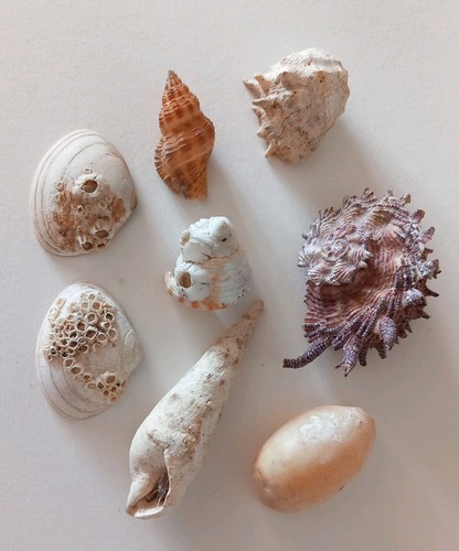 Natural sea shells mixed - 8,