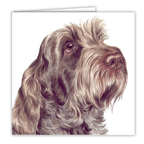 Italian spinone greetings card - italian,