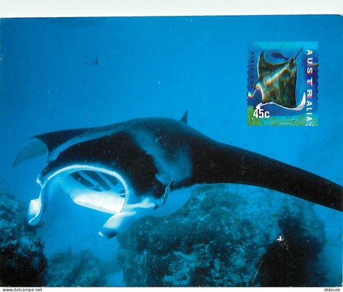 Postcard animals fish - -,