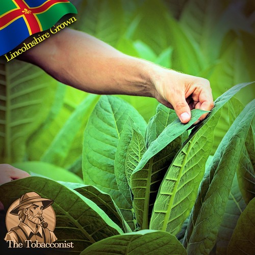 Grown virginia silk leaf - uk,