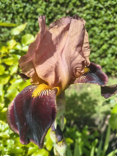 Seedling brown iris - brown, germanica