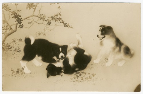 Akita puppies play vintage - at,