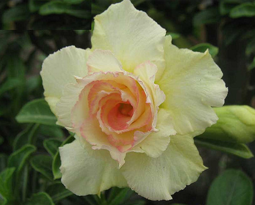 100 adenium obesum - adenium, obesum,