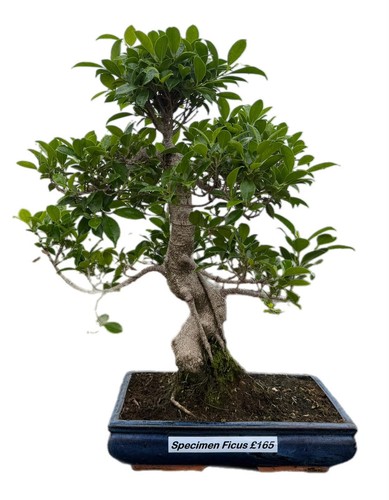 Large ficus bonsai - ficus,