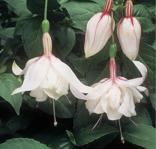 Fuchsia happy wedding day - 3x,