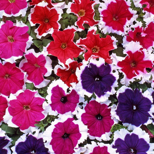 Hanging basket tub flowers x15 - tub,
