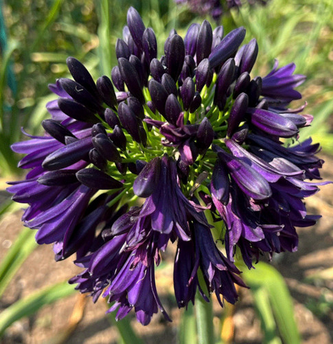 Agapanthus africanus - x,