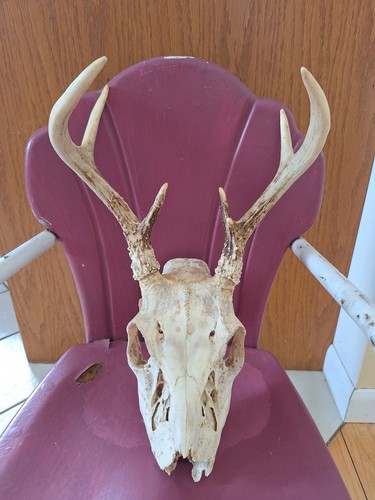 Vintage whitetail deer - whitetail,