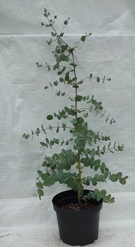 Hardy eucalyptus archeri - hardy,