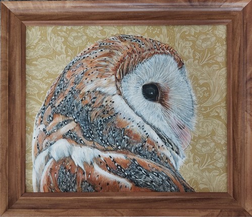 Original wild bird barn owl - wild,